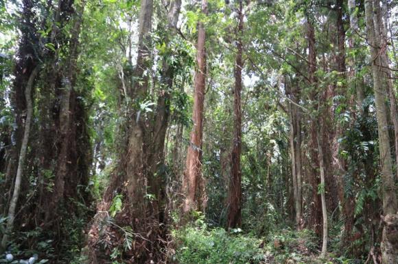 Loài cây ‘vô sinh’ sắp biến mất khỏi trái đất: Tồn tại 1 quần thể mọc tự nhiên duy nhất trên thế giới tại Việt Nam 1 Cây vô sinh, cây thuỷ tùng