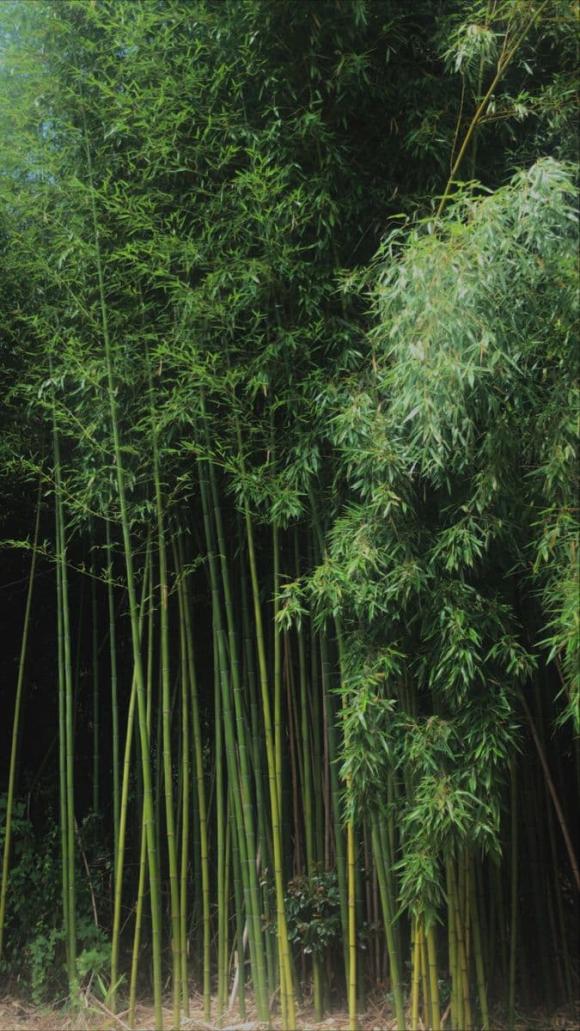 Lá tre, công dụng của lá tre với sức khoẻ