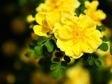 Người có nhiều phước lành, thoáng nhìn đôi tai là biết