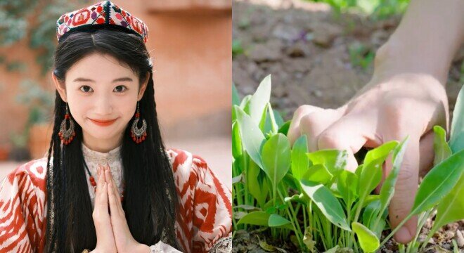 Từ xa xưa, phụ nữ Tân Cương đã sử dụng cỏ usma như một bí quyết làm đẹp tự nhiên.