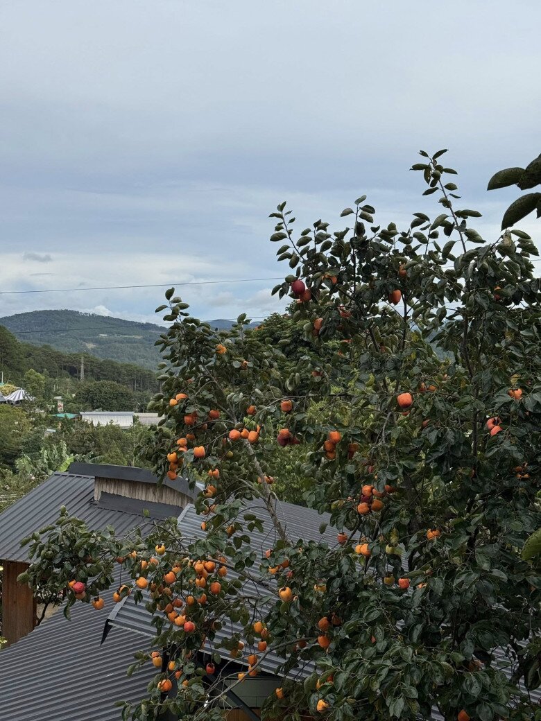 Đà Lạt vào mùa hồng chín – góc nào cũng lên hình đẹp mê như Tăng Thanh Hà 5 Đà Lạt vào mùa hồng chín – góc nào cũng lên hình đẹp mê như Tăng Thanh Hà - 5