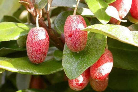 Cây nhót, giá bán cây nhót