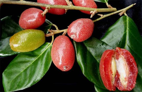 Cây nhót, giá bán cây nhót