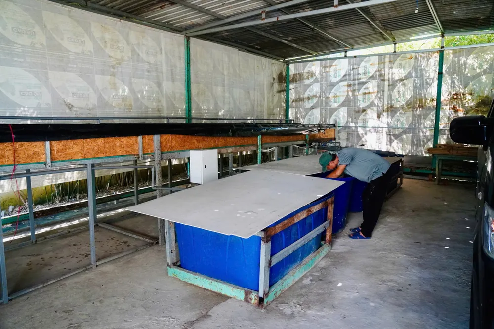 Hiện tại, bà Đ đang cho người thuê đầu tư và nuôi trồng thủy sản (cua). Ảnh: TRẦN LINH cap-so-hong.jpg