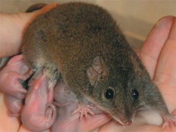 chuột Antechinus, giao phối, thế giới động vật