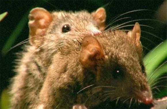 chuột Antechinus, giao phối, thế giới động vật
