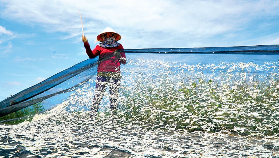 Loại cá được mệnh danh là 