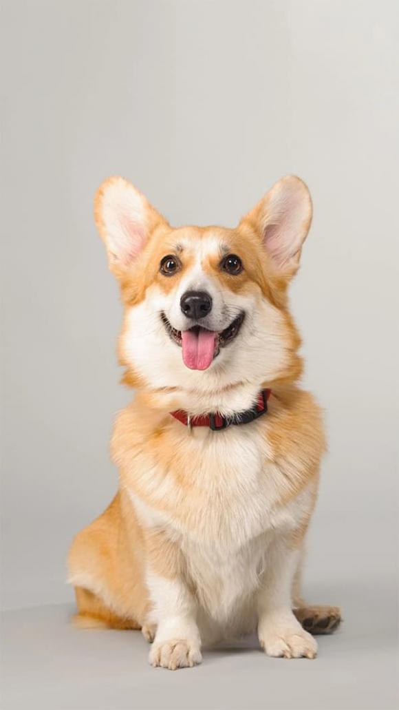 Tử vi, con giáp, tử vi hàng ngày, tử vi ngày 19/10/2025