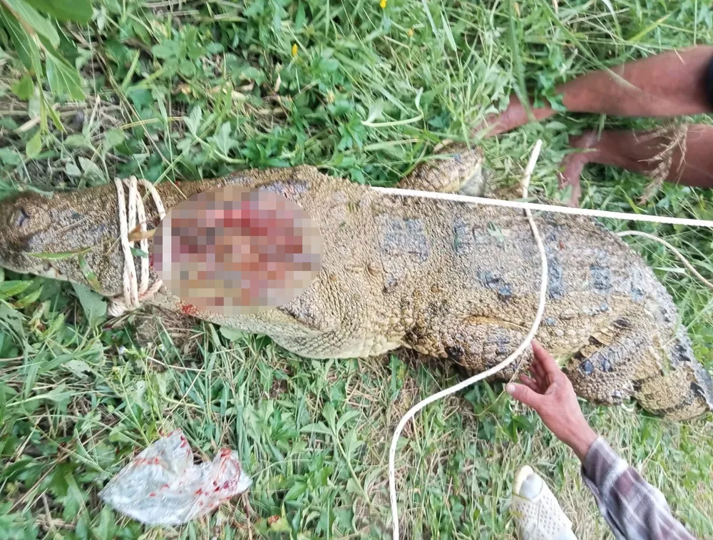 Con cá sấu bị bắt trên sông Chò, xã Diên Lâm. Ảnh: XUÂN HOÁT xã Diên Lâm.jpg