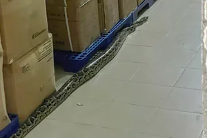 Trăn dài gần 2m bò trong Bệnh viện tỉnh Khánh Hòa