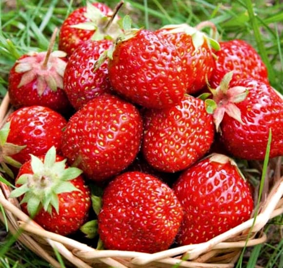 collagen, ung thư vú, trái cây ngăn ung thư vú