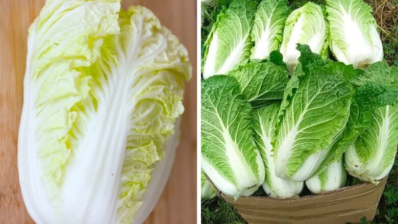 Mua cải thảo nên chọn cây xanh hay trắng, người trồng mách 3 tuyệt chiêu giúp không lần nào chọn nhầm - 4