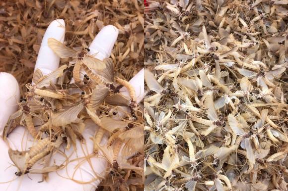 đặc sản, vật vờ, đặc sản Hà Nội