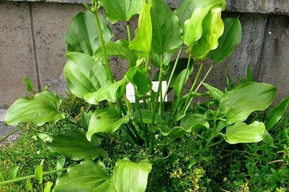 Cây phong thuỷ, cây kim ngân