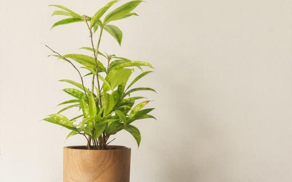 Cây phong thuỷ, cây kim ngân