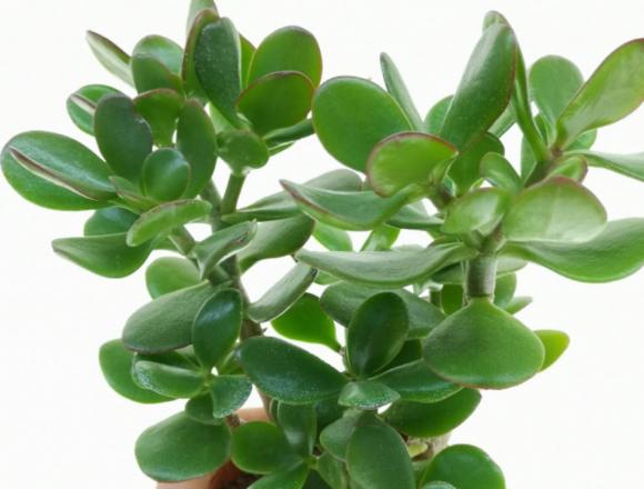 Cây phong thuỷ, cây kim ngân