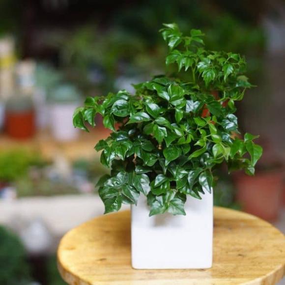 Cây phong thuỷ, cây kim ngân