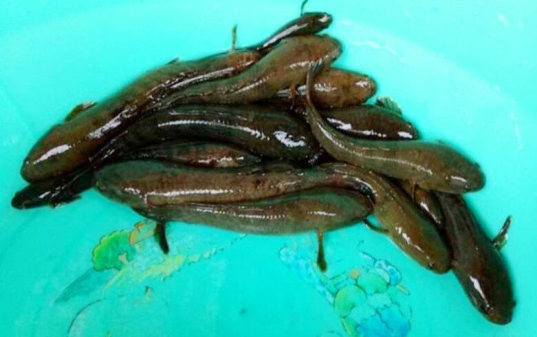 Loài cá chẳng mấy ai biết là đặc sản chỉ có ở An Giang, giá đến 500.000 đồng/kg nhưng không bán mà dùng đãi khách quý - 2