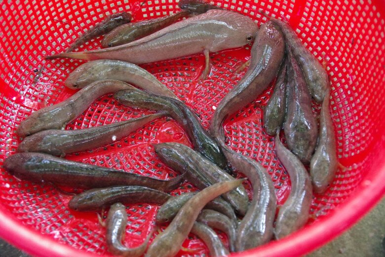 Loài cá chẳng mấy ai biết là đặc sản chỉ có ở An Giang, giá đến 500.000 đồng/kg nhưng không bán mà dùng đãi khách quý - 3