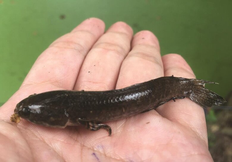 Loài cá chẳng mấy ai biết là đặc sản chỉ có ở An Giang, giá đến 500.000 đồng/kg nhưng không bán mà dùng đãi khách quý - 4