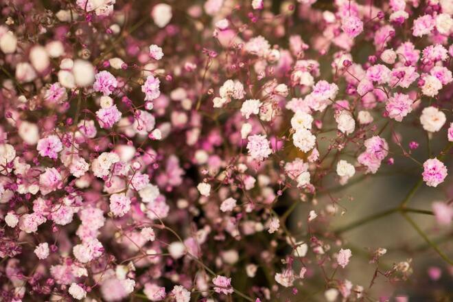 Có 3 thứ người khôn ngoan nhất định không mang khi đến thăm nhà người khác 2 Có 3 thứ người khôn ngoan nhất định không mang khi đến thăm nhà người khác - 2