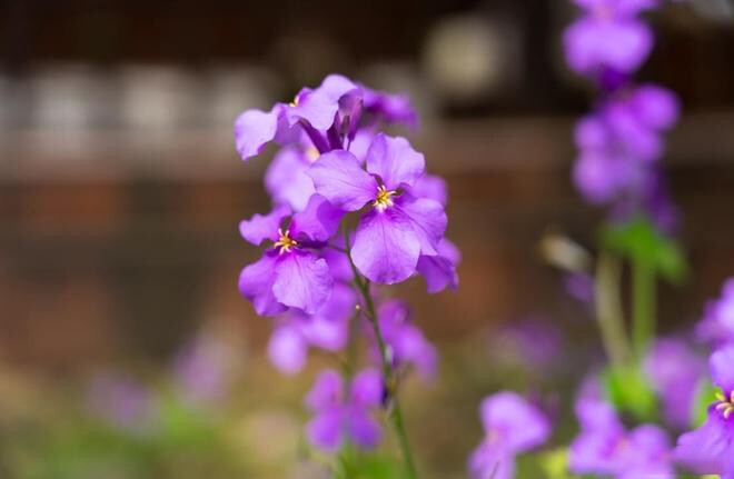 Có 3 thứ người khôn ngoan nhất định không mang khi đến thăm nhà người khác 3 Có 3 thứ người khôn ngoan nhất định không mang khi đến thăm nhà người khác - 3