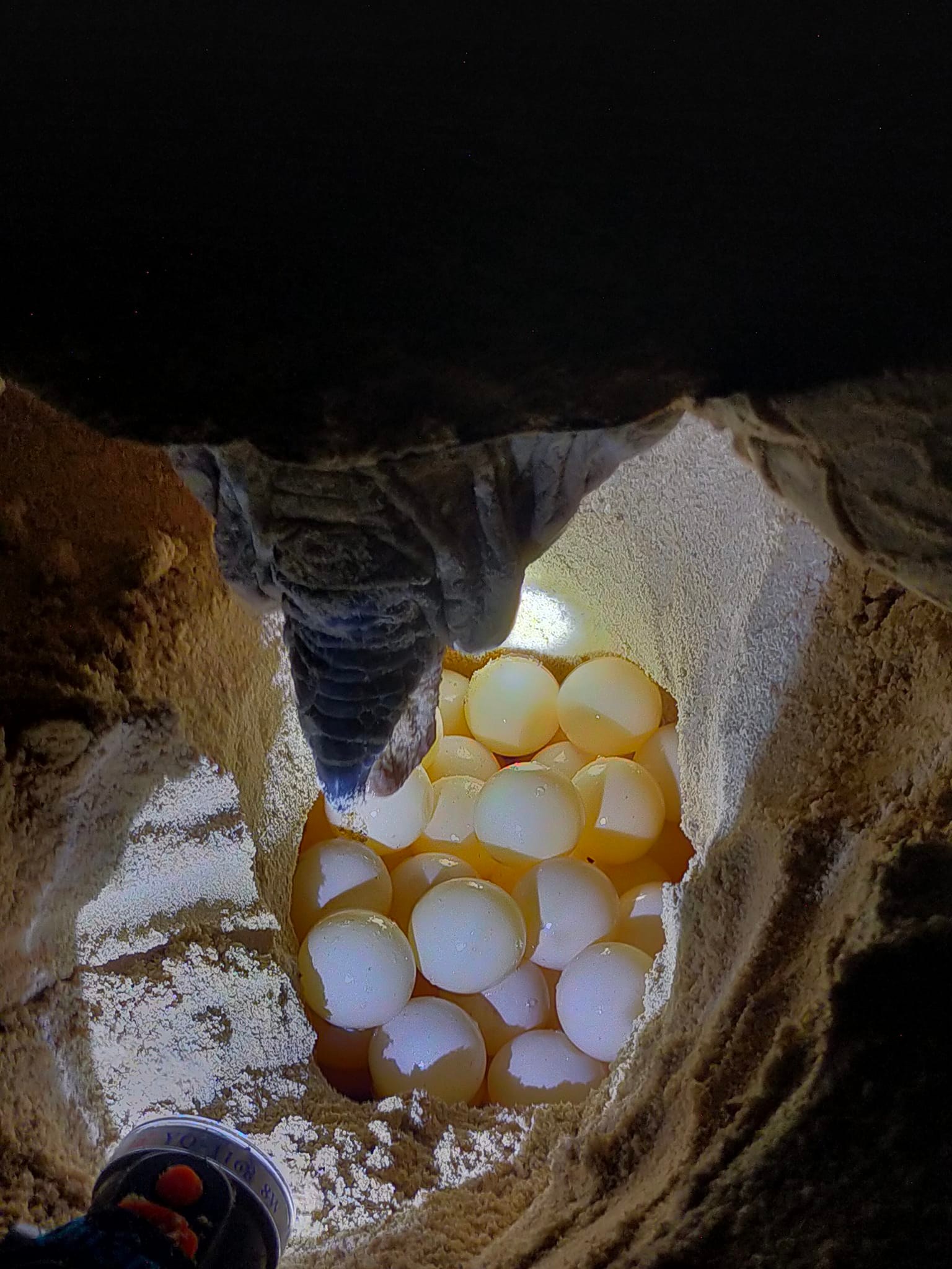 Bà đỡ của hàng trăm mẹ rùa - Ảnh 2.