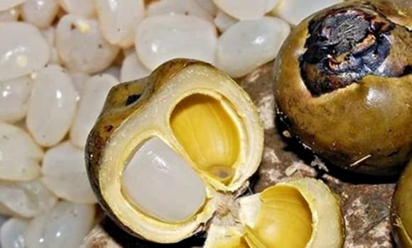 06-qua-thot-not-2.jpg 1 Quả thốt nốt