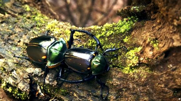 Loài côn trùng quý hiếm bậc nhất thế giới, giá hơn 3 tỷ đồng/con 1 côn trùng quý hiếm bậc nhất thế giới, bọ cánh cứng tay dài
