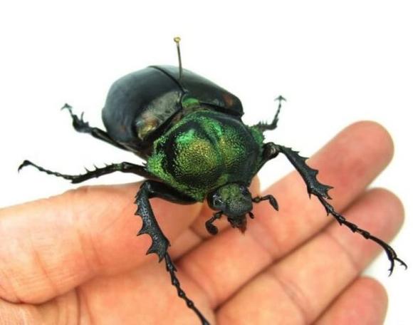 Loài côn trùng quý hiếm bậc nhất thế giới, giá hơn 3 tỷ đồng/con 0 côn trùng quý hiếm bậc nhất thế giới, bọ cánh cứng tay dài