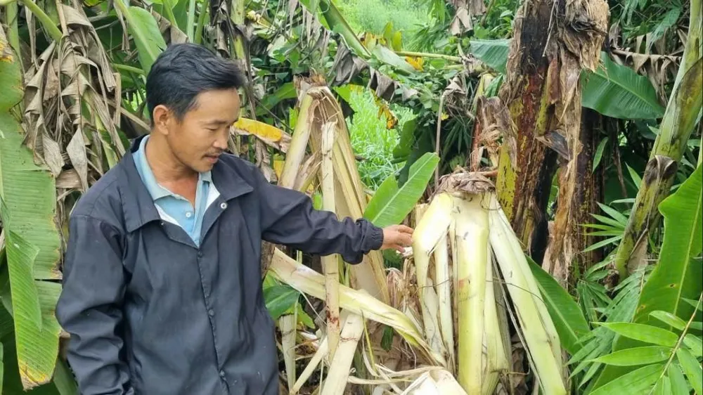 Một đám chuối của người dân bị voi rừng phá hoại. Ảnh: T.T phá hoại hoa màu 2.jpg