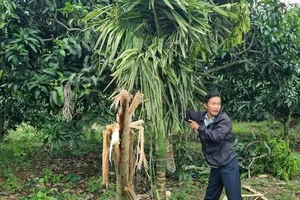 Người dân bất an vì voi rừng phá hoại hoa màu, nghi quật chết người