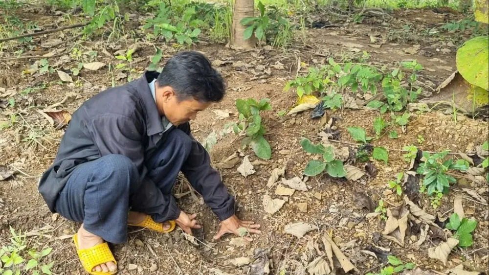 Dấu chân voi hằn sâu trên mặt đất. Ảnh: T.T phá hoại hoa màu 4.jpg