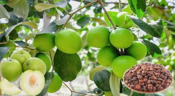 Táo nhân, công dụng của táo nhân