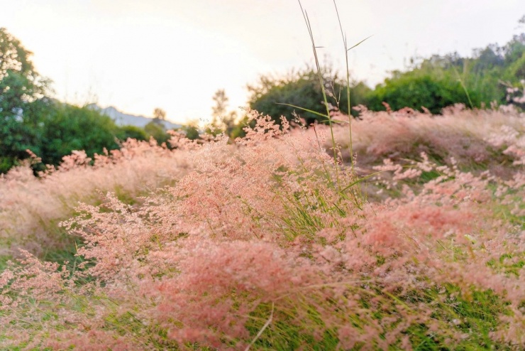 Cỏ hồng từ Đà Lạt được mang về trồng tại bản Lùn. Ảnh: Hà Phương.