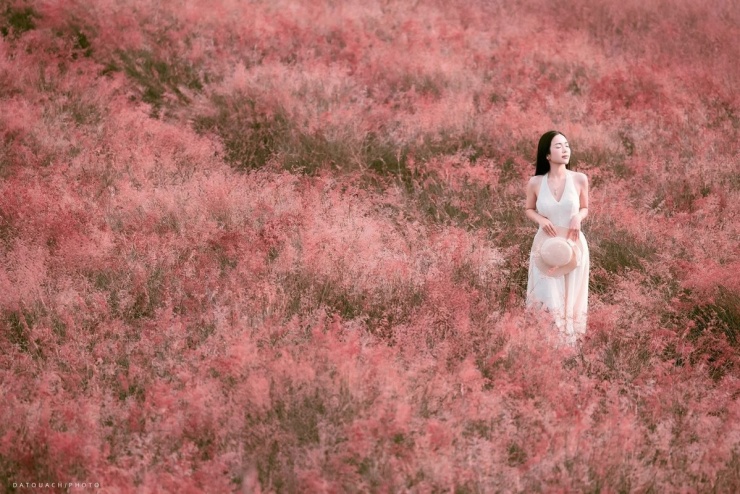 Khi tiết trời se lạnh, đồi cỏ hồng ở bản Lùn (phường Mộc Châu, tỉnh Sơn La) lại bừng sắc, trải dài khắp cả triền đồi. Ảnh: Dat Quach.