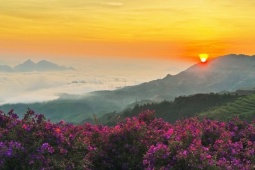 Đồi sim Suối Bon tím lịm - tọa độ sống ảo mới ở Mộc Châu