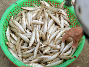 Loài cá có tên nghe cục súc đem làm gỏi thành đặc sản nức tiếng ở Hà Tĩnh, người khó tính nhất cũng gật gù khen ngon