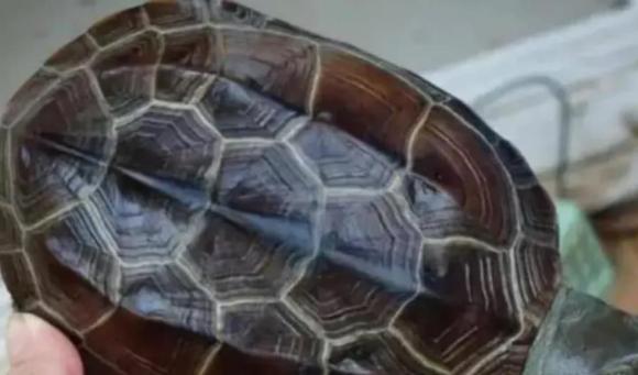 bà thầy bói rùa