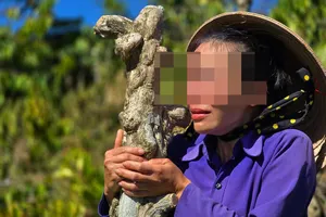 Vụ anh rể hủy hoại vườn cà phê em vợ: Bị hại bất ngờ bị phạt hành chính