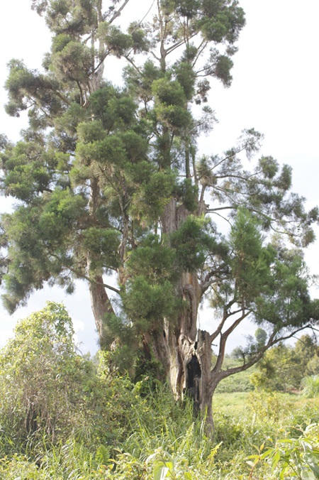 Loài cây quý hiếm bậc nhất hành tinh, cả thế giới chỉ 3 quốc gia sở hữu, trong đó có Việt Nam- Ảnh 4.