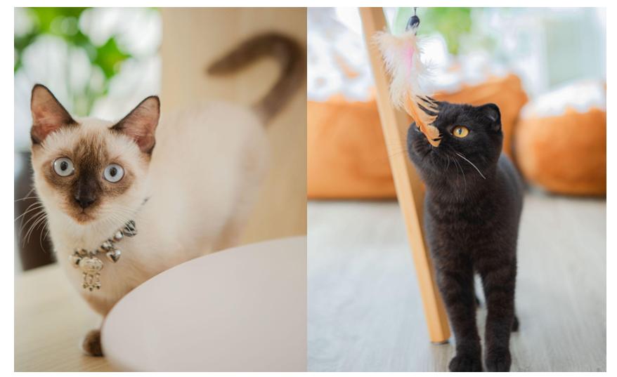 Mèo cam ‘tai tiếng' khổng lồ xuất hiện tại cửa Đông chợ Bến Thành- Ảnh 5. Mèo cam ‘tai tiếng' khổng lồ xuất hiện tại cửa Đông chợ Bến Thành- Ảnh 5.