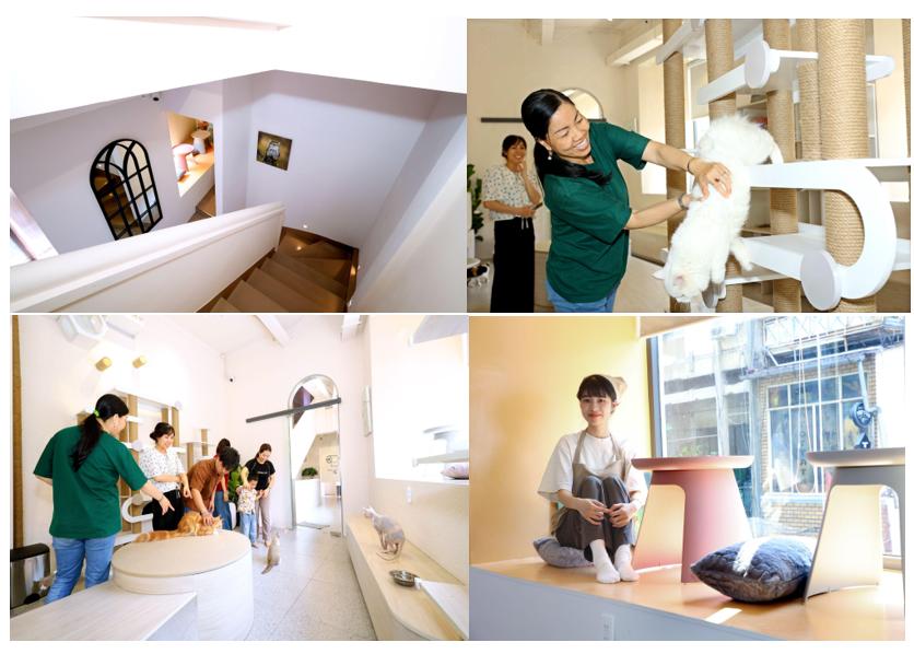 Mèo cam ‘tai tiếng' khổng lồ xuất hiện tại cửa Đông chợ Bến Thành- Ảnh 6. Mèo cam ‘tai tiếng' khổng lồ xuất hiện tại cửa Đông chợ Bến Thành- Ảnh 6.