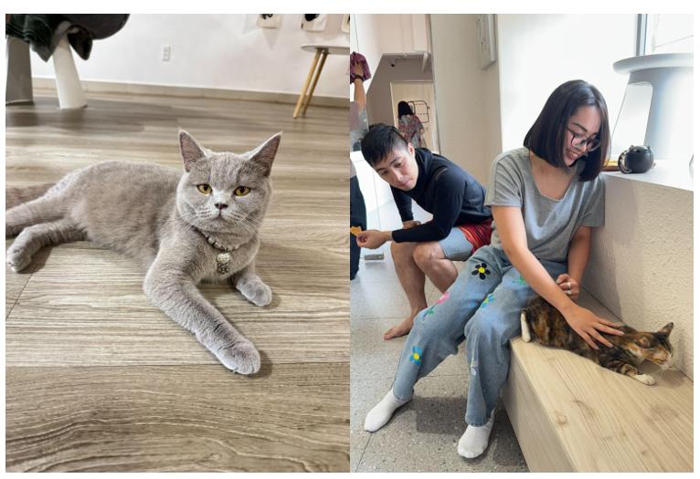 Mèo cam ‘tai tiếng' khổng lồ xuất hiện tại cửa Đông chợ Bến Thành- Ảnh 7. Mèo cam ‘tai tiếng' khổng lồ xuất hiện tại cửa Đông chợ Bến Thành- Ảnh 7.