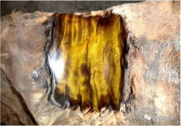 Gỗ hoàng đế, gỗ kim tơ nam mộc