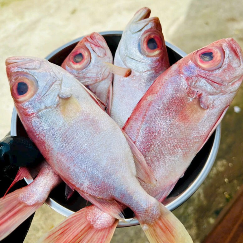 Loài cá có tên như món amp;#34;khoái khẩuamp;#34; của các cụ lại là đặc sản nức tiếng miền Tây, 300.000đ/kg vẫn amp;#34;cháy hàngamp;#34; - 2