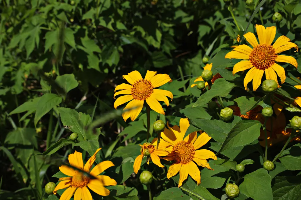 Dã quỳ Lâm Đồng.jpg