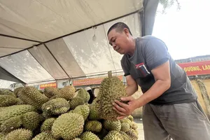 Vì sao sầu riêng 'khổng lồ' giá rẻ bán đầy vỉa hè TP.HCM?