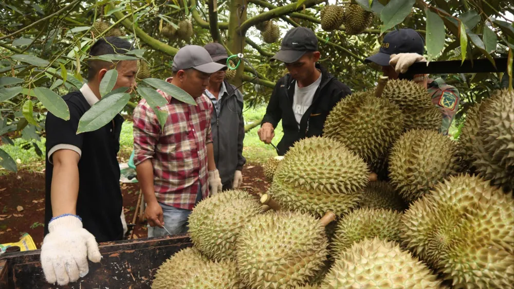 Thợ gõ sầu riêng đang thử cơm, đánh giá độ tuổi sầu riêng. Ảnh: H.T sầu riêng 2.jpg