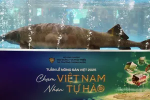 Cá tầm 50kg lớn nhất Lai Châu được đấu giá 102 triệu đồng 